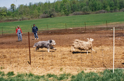 Betsy going after sheep at a erding instinct test.